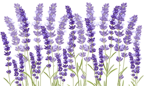 Ramos de lavanda (Adesivo de parede) - Image 3